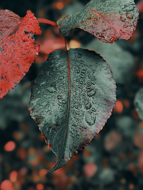 Free Leaves Plant photo and picture