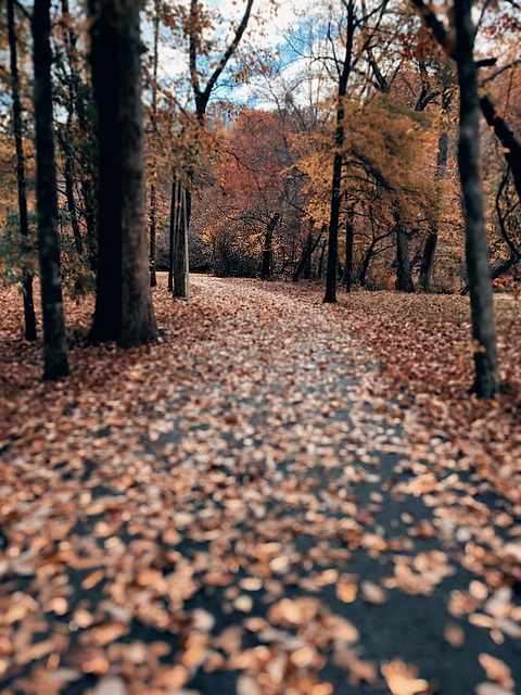 Free Forest Path photo and picture