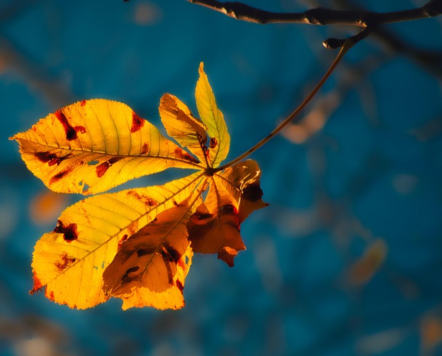 Free Landscape Nature photo and picture