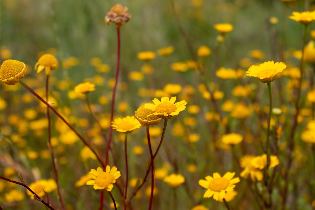 Flowers Wild Flower Native - Free photo on Pixabay
