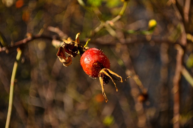 Free Rose Hips Mountain Rose Hips photo and picture