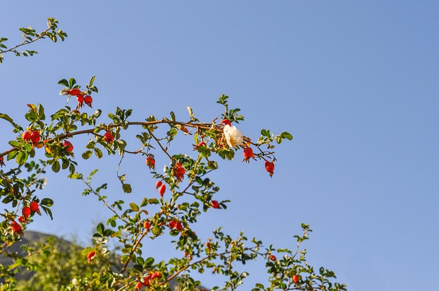 Free Rose Hips Mountain Rose Hips photo and picture