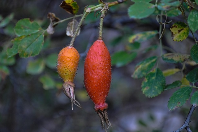 Free Rose Hips Mountain Rose Hips photo and picture
