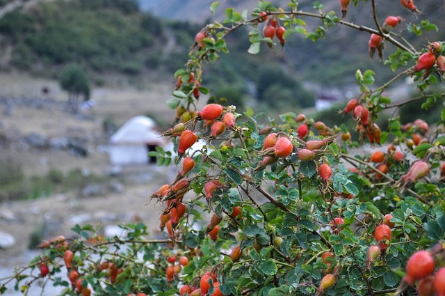 Free Rose Hips Mountain Rose Hips photo and picture