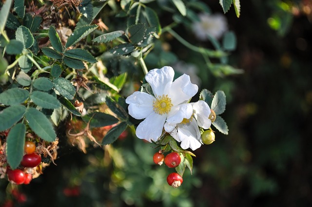 Free Rose Hips Mountain Rose Hips photo and picture