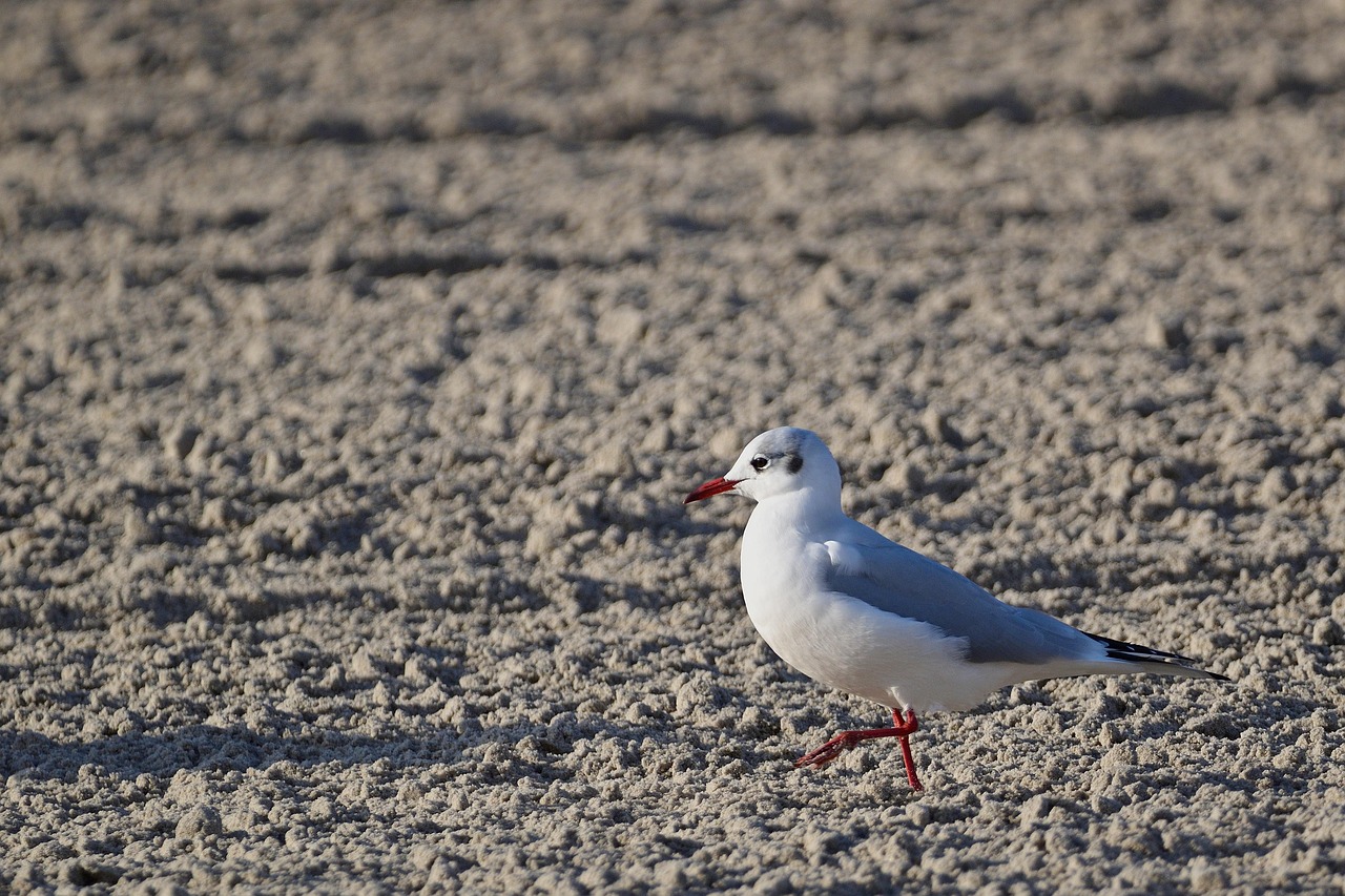 Mouette Oiseau Plage Photo Gratuite Sur Pixabay Pixabay Mouette Oiseau Plage Photo Gratuite Sur Pixabay Pixabay