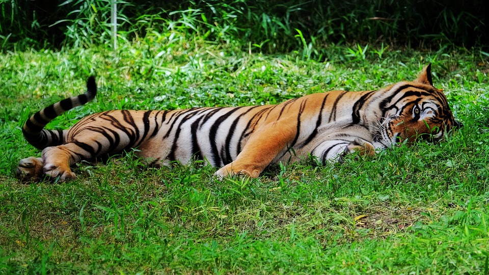 tigre-animal-deitado-foto-gratuita-no-pixabay