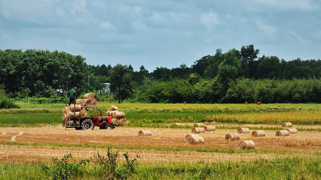 Paddy Field - free online jigsaw puzzle photo
