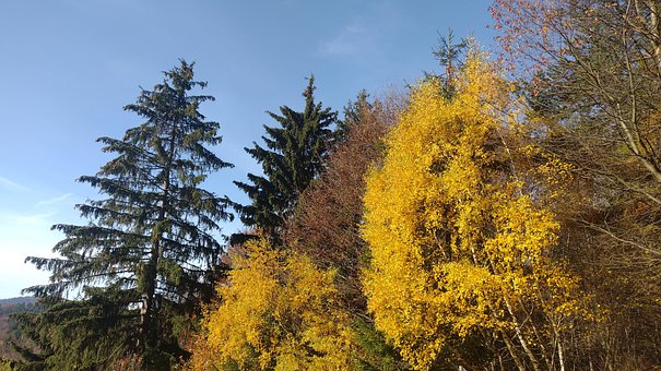 Free Forest Nature photo and picture