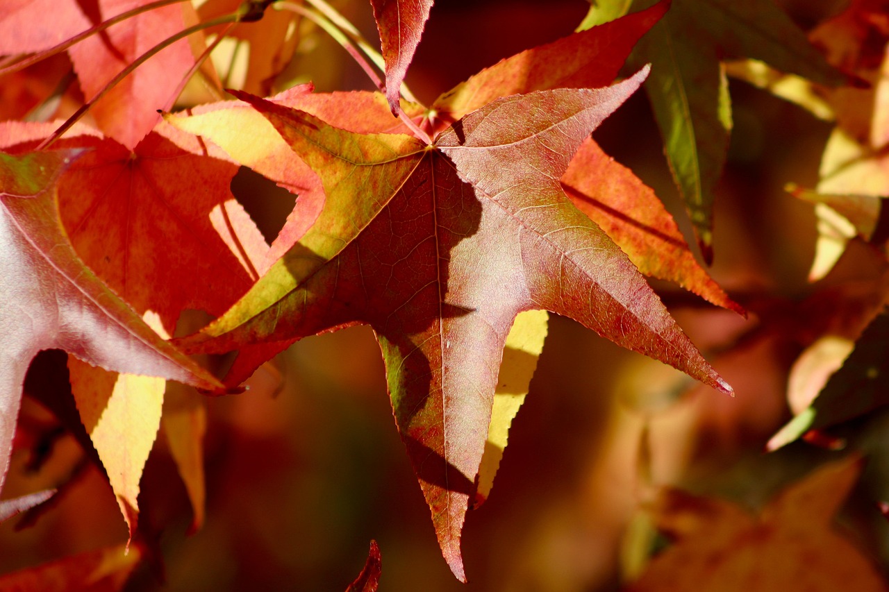 30+ kostenlose Amberbaum und NaturBilder Pixabay
