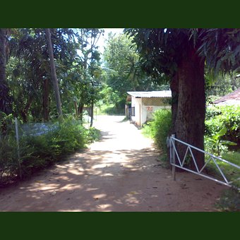 Free Nature Green photo and picture
