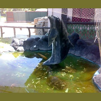 Free Water Underwater photo and picture