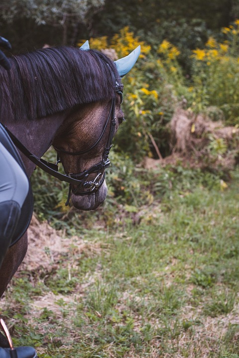 Horse Riding Outdoors - Free photo on Pixabay
