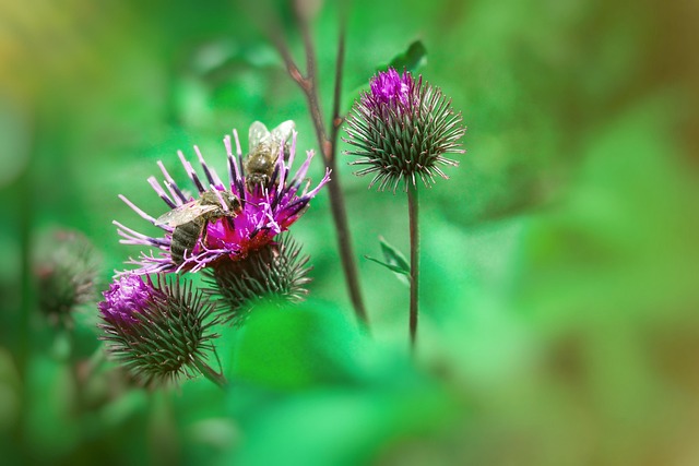 Abelha, Insetos, Flor, Natureza