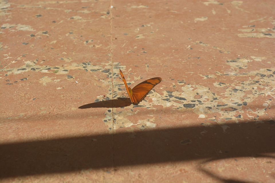 Butterfly 2022 Orange Free Photo On Pixabay Pixabay