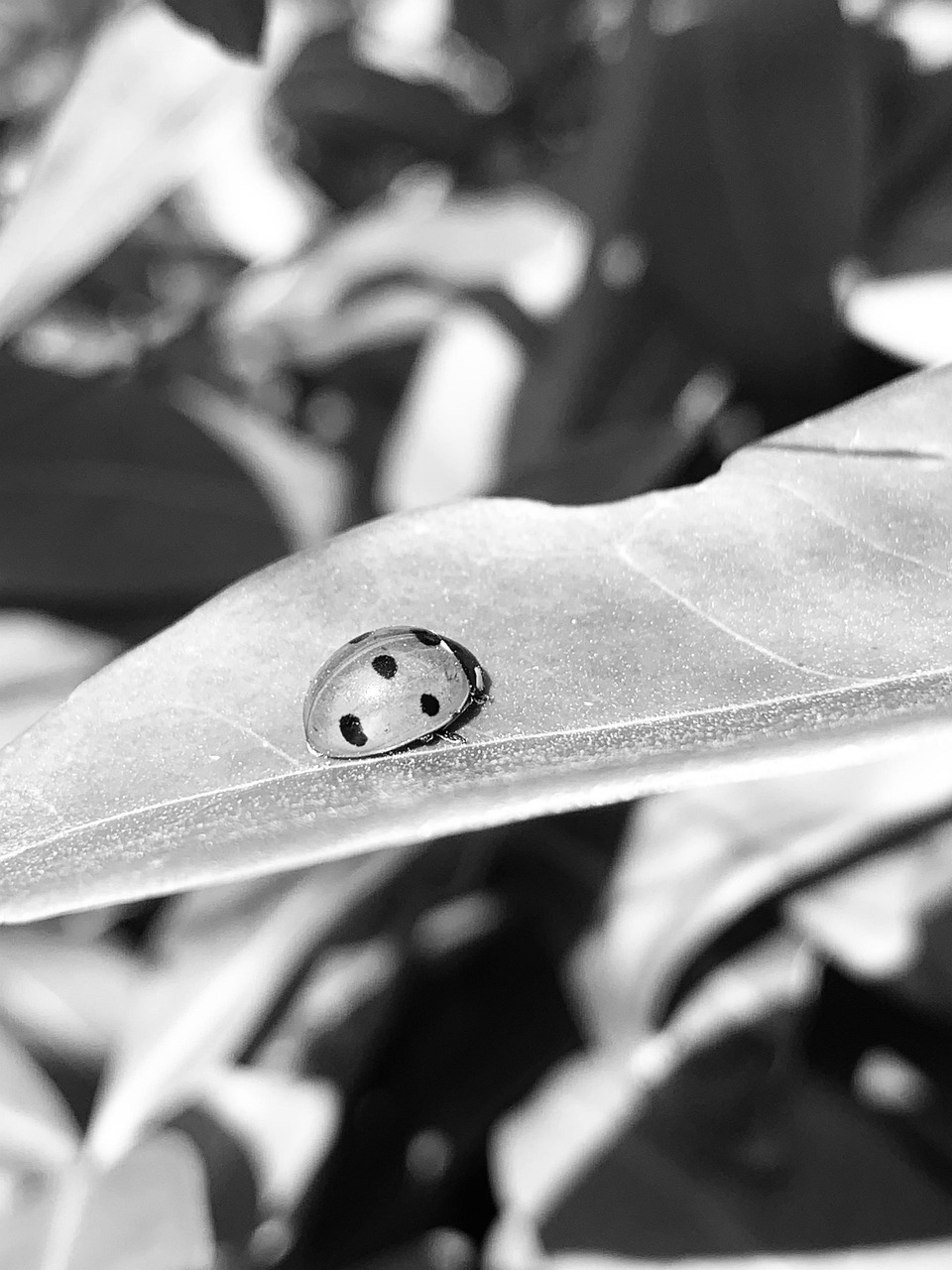 Noir Et Blanc Coccinelle Feuille Photo gratuite sur Pixabay Pixabay — free download