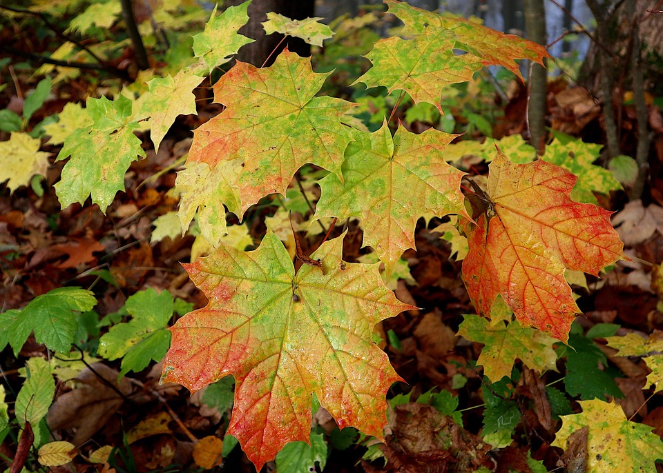 Acer Maple Leaves Autumn - Free photo on Pixabay