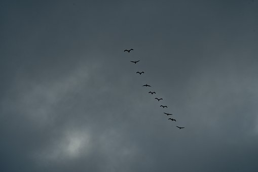 Free Birds In Formation Flock photo and picture