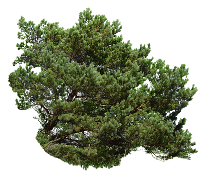 Immergrün, Strauch, Busch, Baum, Geäst