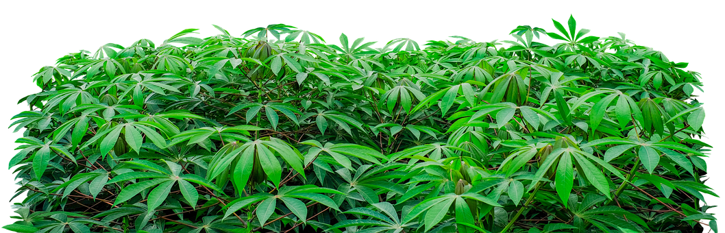 Free Plant Leaves illustration and picture