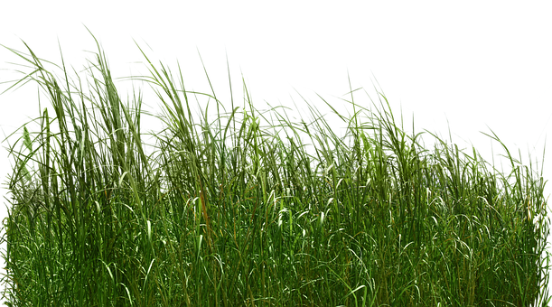 Free Grass Long illustration and picture