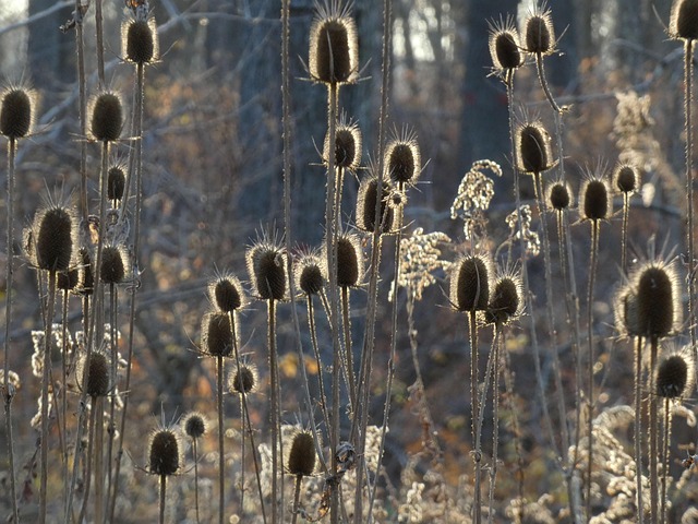 Free Teasel Dipasacus photo and picture