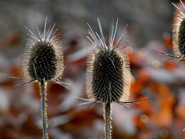 Free Teasel Dipsacus photo and picture