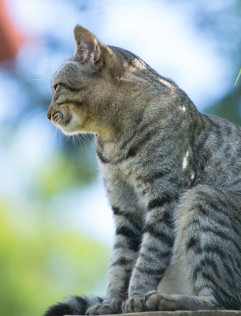 cat-animal-carnivore-photo-gratuite-sur-pixabay