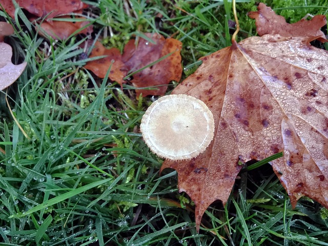 Free Mushroom Fall photo and picture