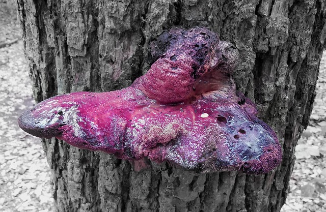 Free Mushroom Tree Trunk photo and picture