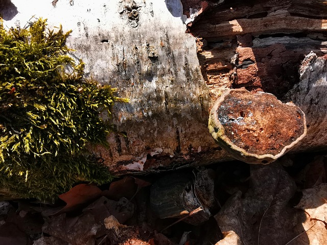 Free Mushroom Tree Trunk photo and picture