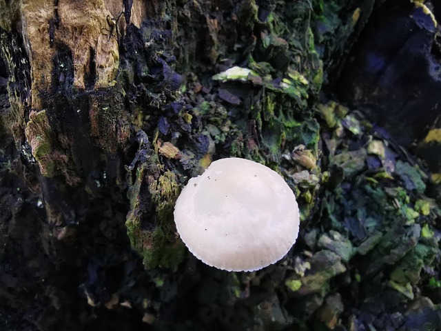 Free Mushroom Forest photo and picture