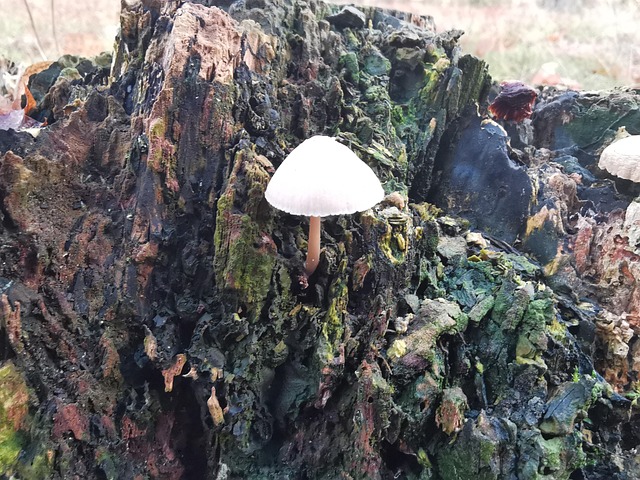 Free Mushroom Tree Trunk photo and picture