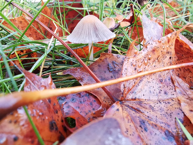 Free Mushroom Leaves photo and picture