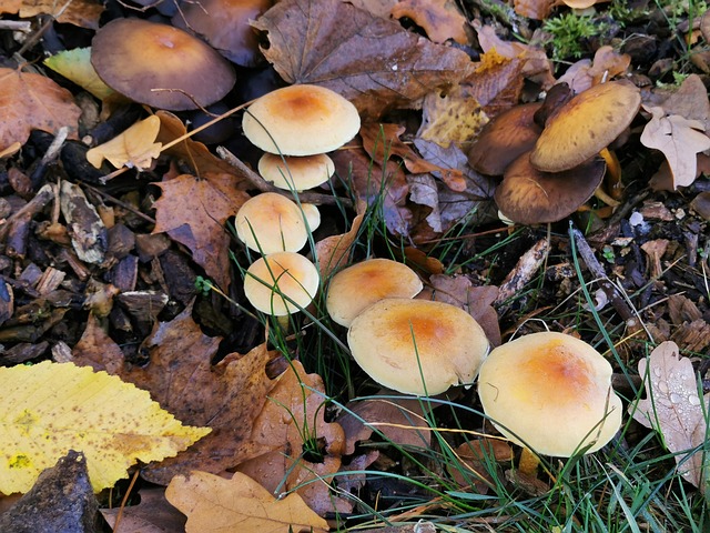 Free Mushrooms Fall photo and picture