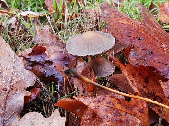 Free Mushrooms Leaves photo and picture