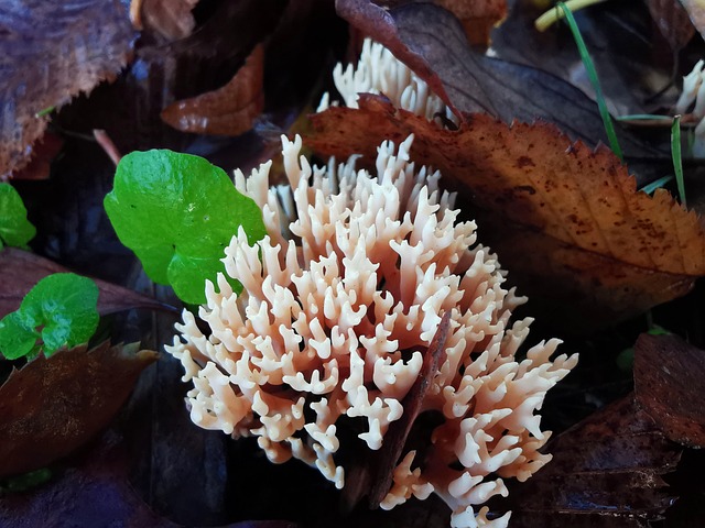 Free Coral Fungus Mushroom photo and picture