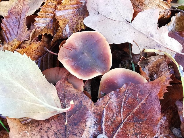 Free Leaves Mushrooms photo and picture