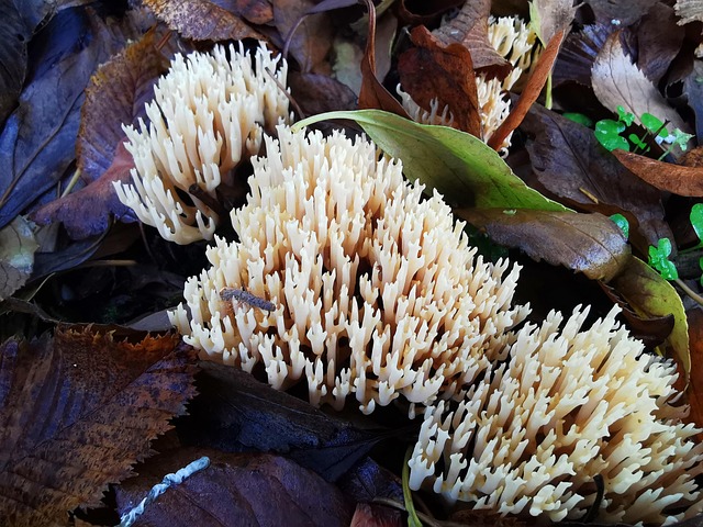 Free Mushroom Fall photo and picture