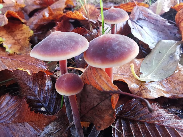 Free Mushroom Nature Forest photo and picture