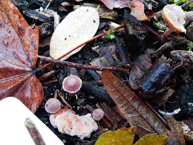 Free Mushrooms Leaves photo and picture