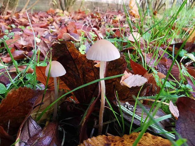 Free Mushrooms Leaves photo and picture