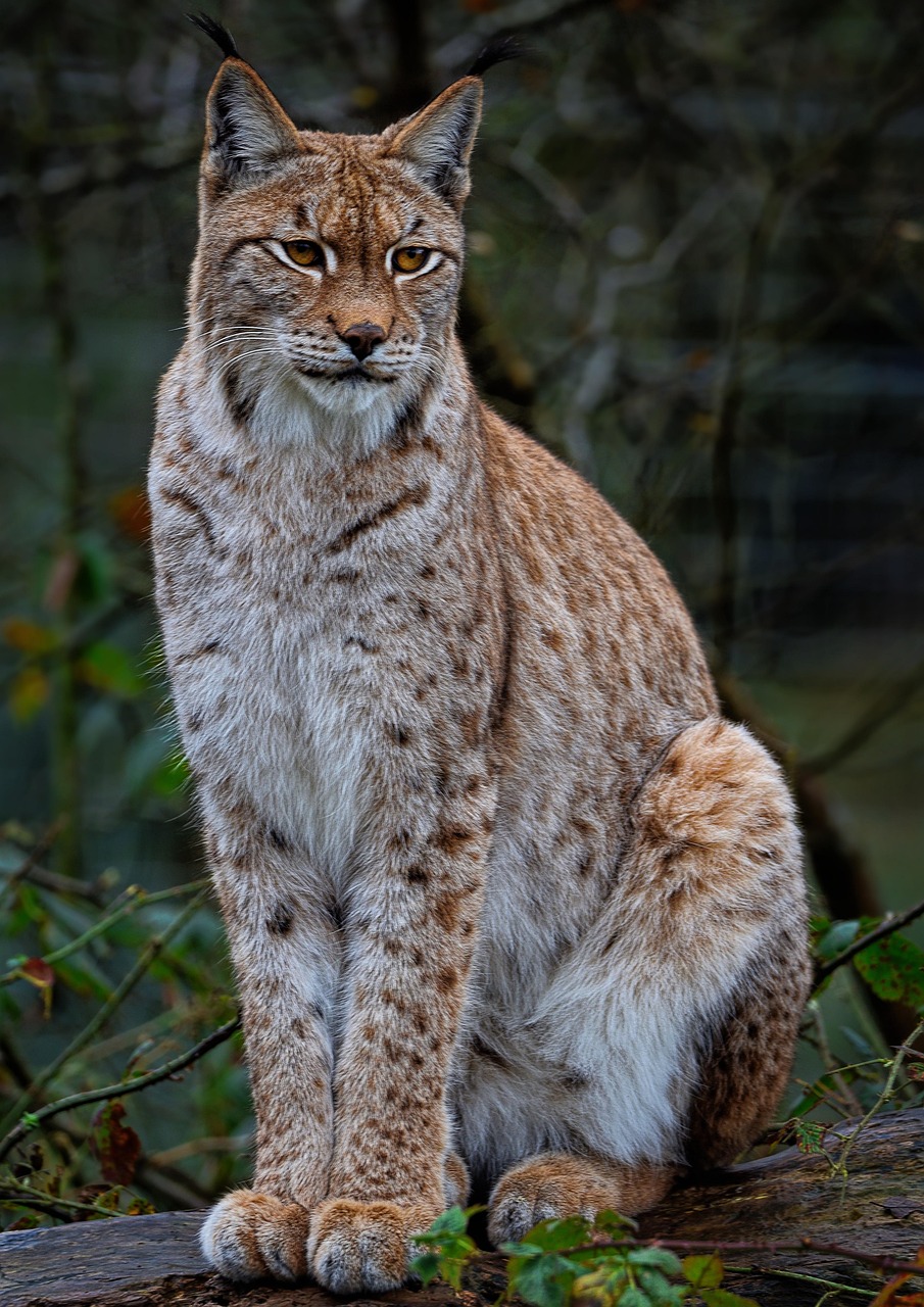 Lynx Feline Eurasian European Free Photo On Pixabay