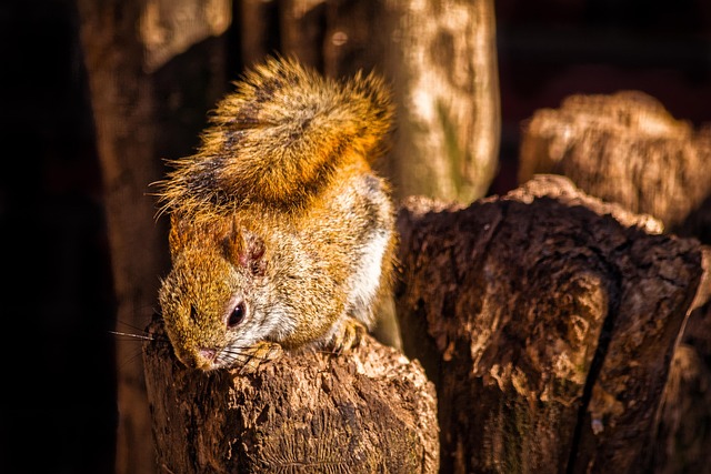 Animal Squirrel Rodent - Free photo on Pixabay - Pixabay