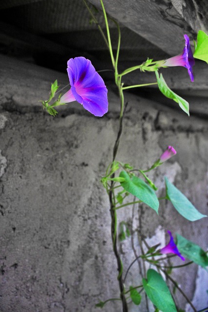 Flores, Natureza, Garganta, Primavera