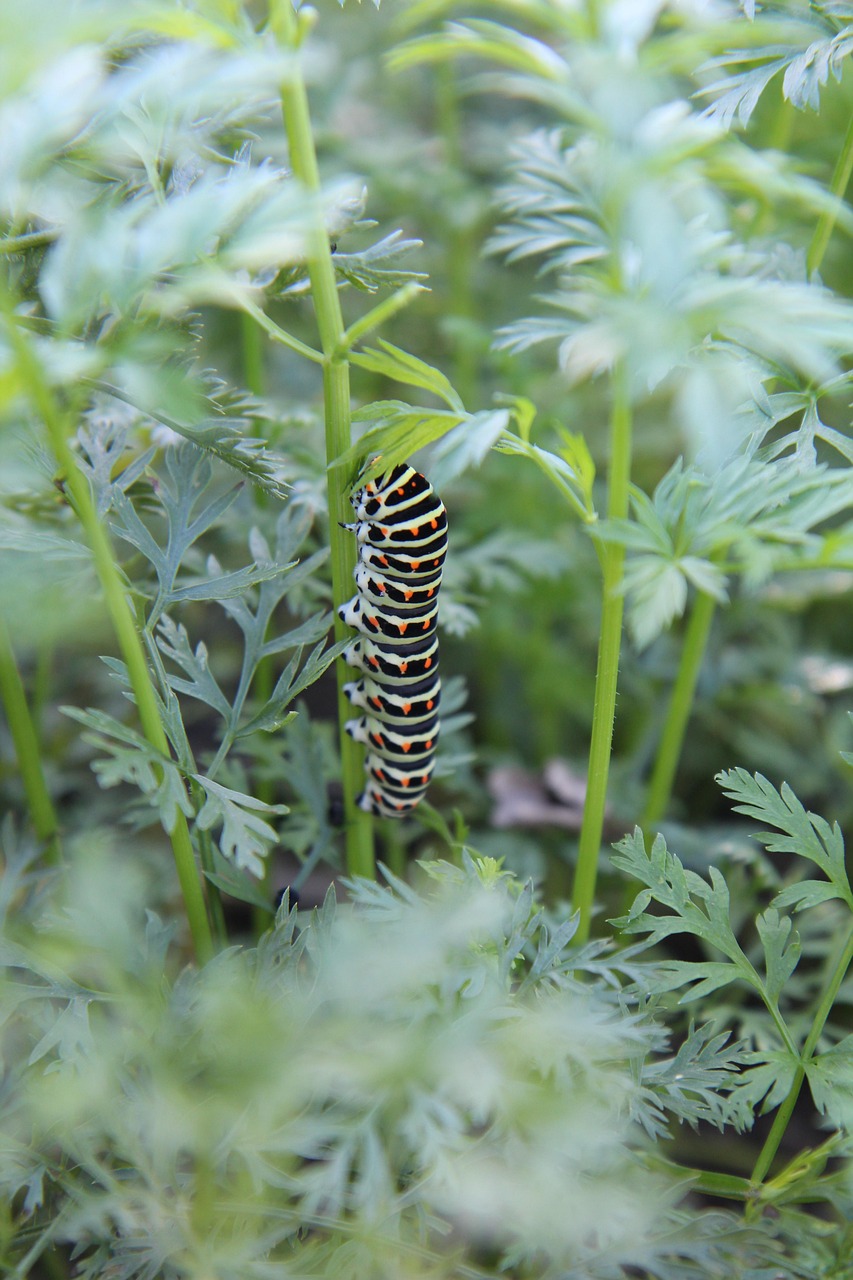 Download free HD stock image of Caterpillar Butterfly Free Caterpillar Butterfly photo and picture