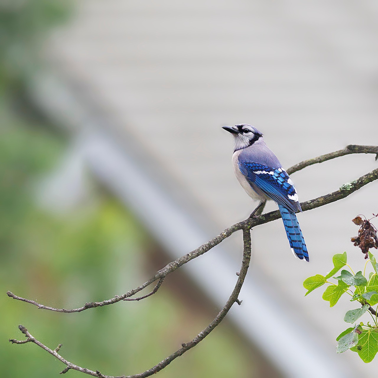 Blue Jay Bird Animal - Free photo on Pixabay - Pixabay