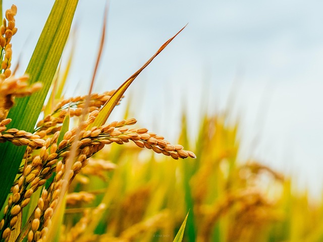 Rice Agriculture Field - Free photo on Pixabay - Pixabay