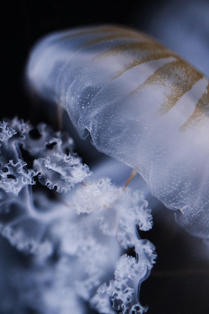 Free Chrysaora Pacifica Japanese Sea Nettle photo and picture