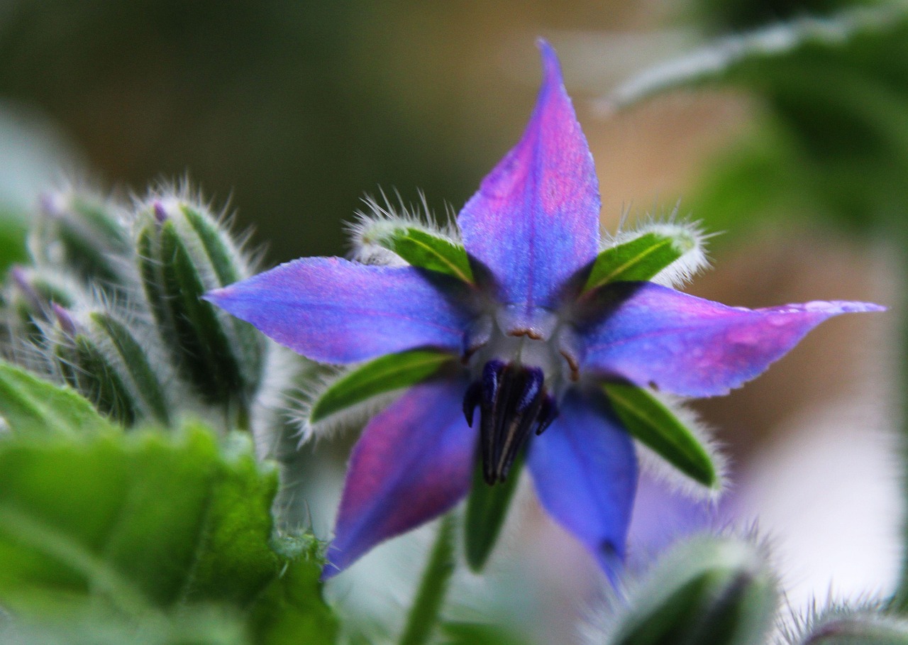 Borretsch Blume Blumen - Kostenloses Foto auf Pixabay - Pixabay
